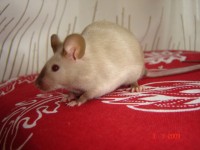 /album/citronada-z-roklinky-foto-silvie-humlova/citronada-placky-foto-silvie-humlova-002-jpg/